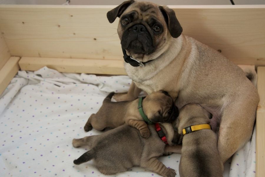 Molto bella e sani  cuccioli di carlino per adozione maschi e femmine disponibili (gratis)