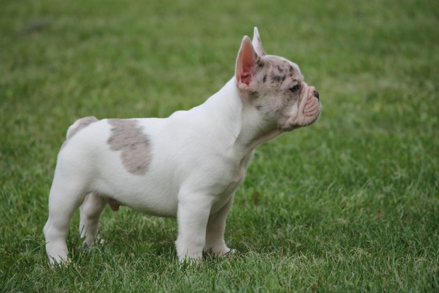 Adorabili cuccioli di Bulldog Francese femminucce e maschietti disponibili per l'adozione gratuita
