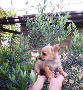 CHIUHUAHUA FULVO