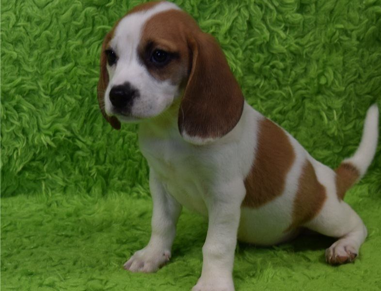 Regalo Cucciolo di Beagle in pronta consegna