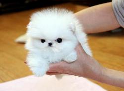 Et� Pomerania disponibili