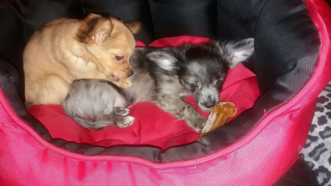  cuccioli di chihuahua  ( per regalo )