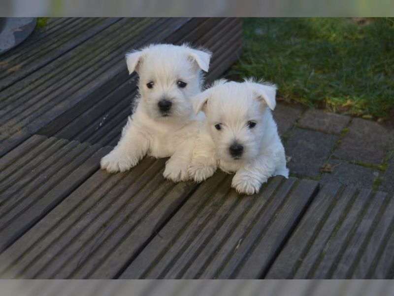 Cucciolo di West Highland