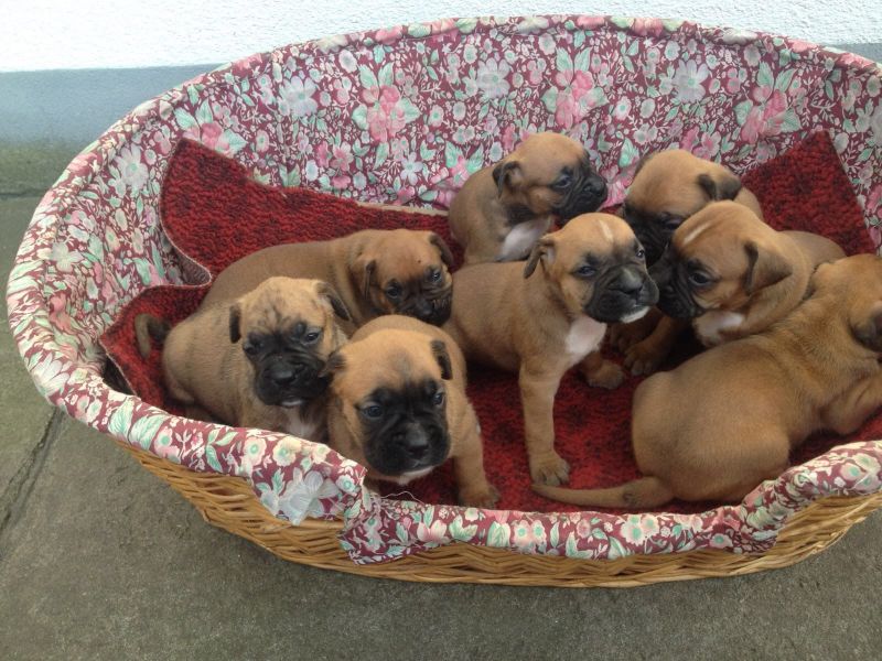 Bella e sani cuccioli di Boxer per adozione 