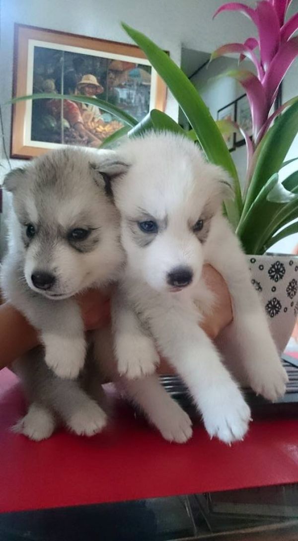 Cuccioli di husky per adozione 