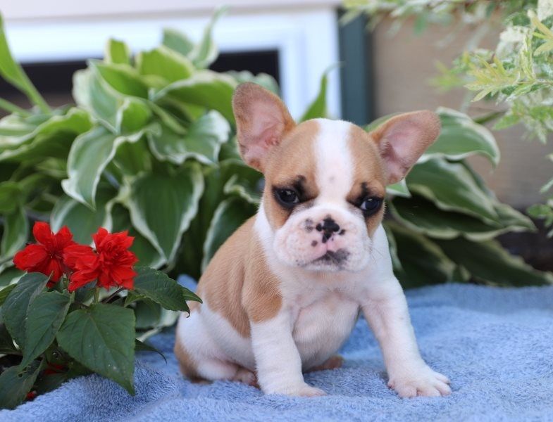 Regalo Bulldog Francese cucciolata