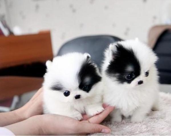 Adorabili cuccioli di pomerania volpino femminucce e maschietti disponibili