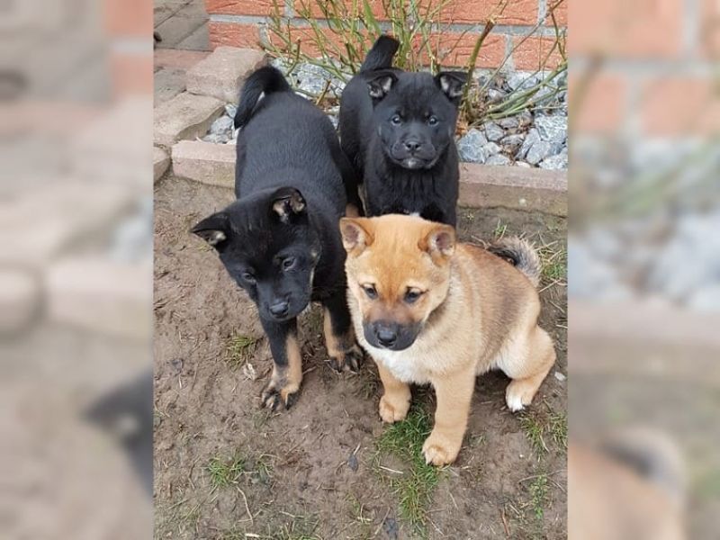 REGALO due cuccioli di Shiba Inu per l'adozione