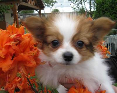 Adorabili cuccioli di papillon femminucce e maschietti disponibili per l'adozione