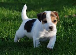 Bellissimi cuccioli di Jack Russell Terrier con pedigree