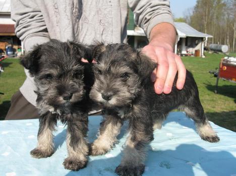 REGALO  cuccioli schnauzer