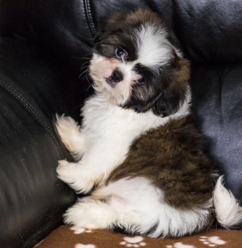 Meravigliosi cuccioli Shih Tzu maschi e femmine in adozione