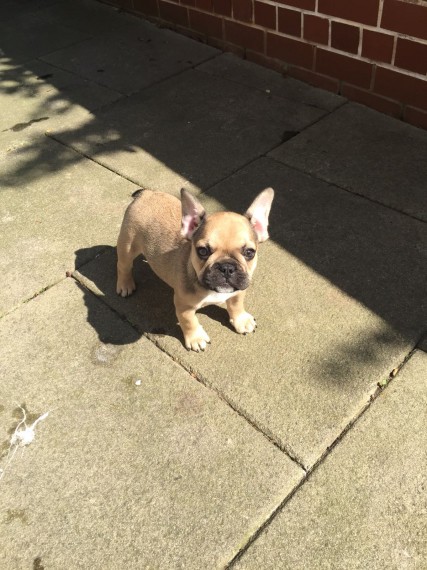 Regalo Cuccioli di Cane a Bulldog Francese