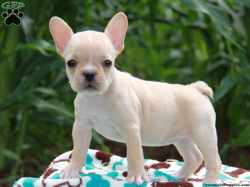 Cucciole di bulldog francese pedigree;;;;;