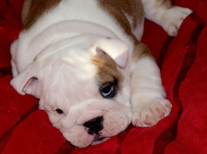  cuccioli di bulldog inglise  per adozione ( regalo  )