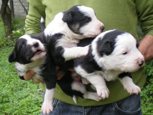 BORDER  COLLIE