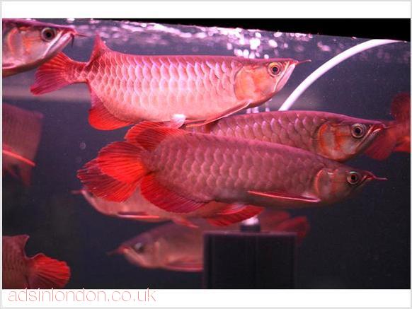 dolce acquario tropicale per pesci Arowana qualit�   Abbiamo qualit� pesci rossi e Super acqua dolc
