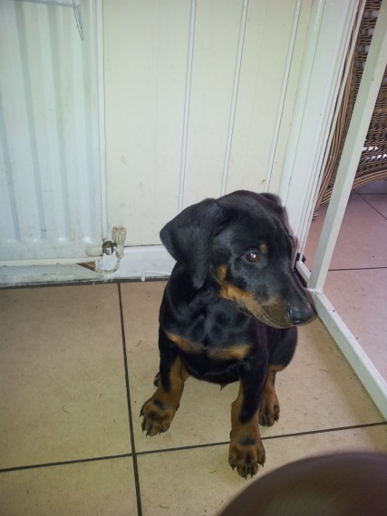 Regalo adorabili cuccioli Dobermann femminucce e maschietti