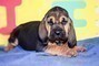 Disponibili splendidicuccioli di bloodhound