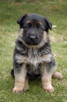 Regalo Pastore Tedesco Cuccioli
