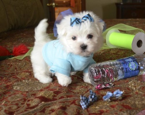  cuccioli di micro maltese per adozione ( regalo  )