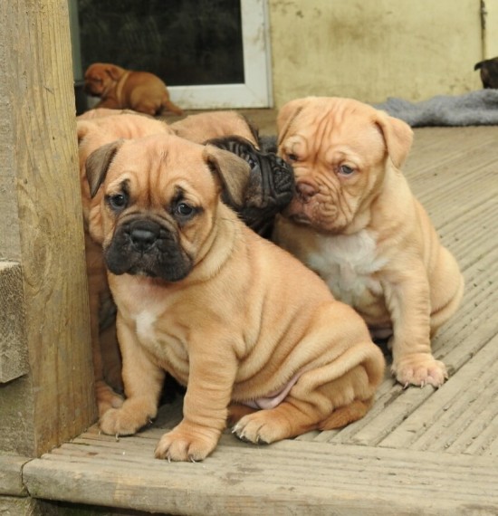 Regalo Cuccioli dogue de bordeaux