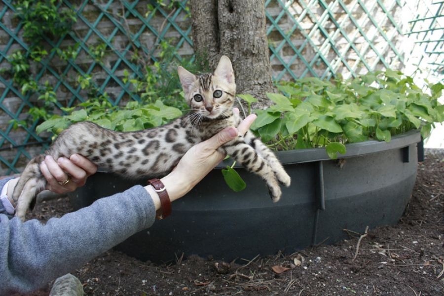 Bengal cuccioli