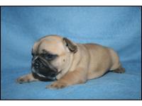 REGALO Cuccioli di Bulldog Francese