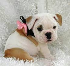 Due migliori cuccioli di bulldog inglese?>