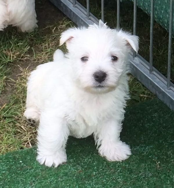 Molto bella e sani cuccioli di West highland per adozione maschi e femmine disponibili (gratis) 