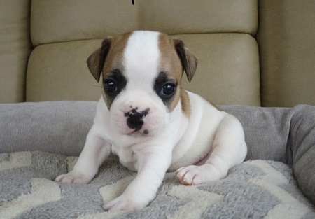  molto bella e sani cuccioli di bulldog francese per adozione 