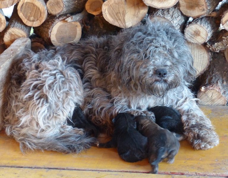 Pastore Bergamasco