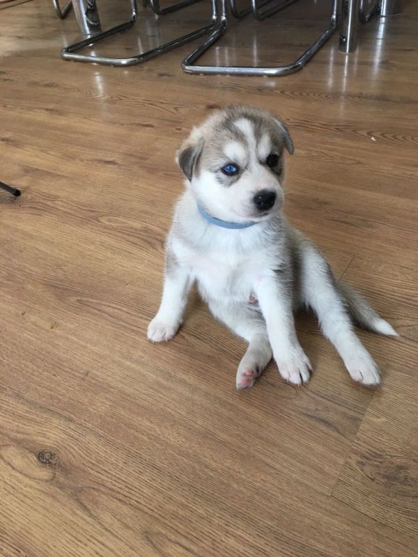 Affascinanti cuccioli di siberian husky in adozione