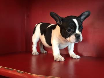 Bouledogue Francese Cuccioli 