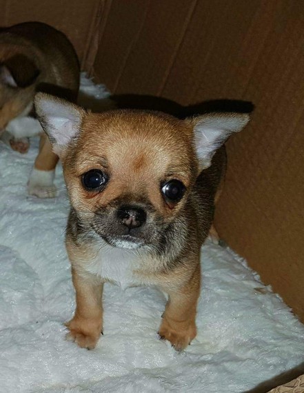 Regalo Jack Russell Terrier