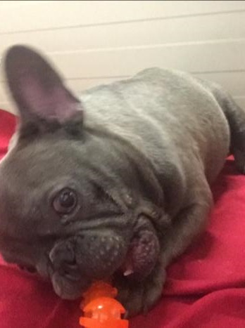 Bouledogue francese:Cucciolo bulldog francese