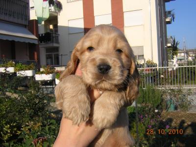 Cocker spaniel inglese cuccioli