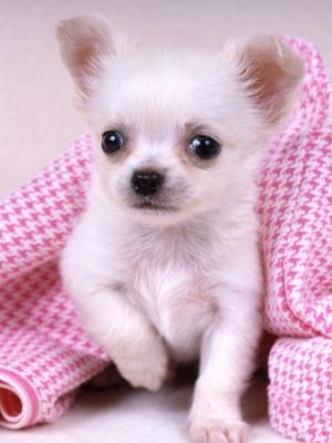 cuccioli chihuahua per l'adozione.