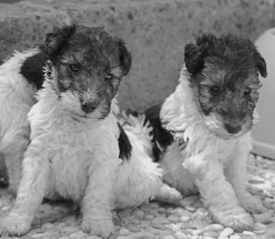 Fox Terrier pelo ruvido cuccioli