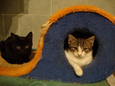 Gattini Dolcissimi cercano casa