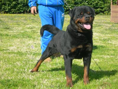Rottweiler cuccioli
