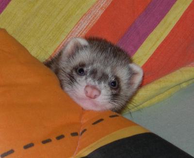 furetti