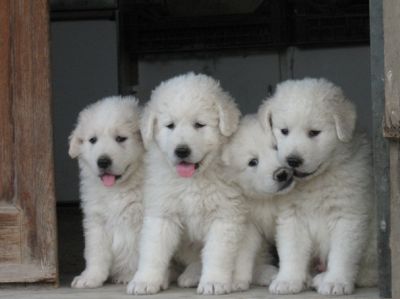Maremmano Abruzzesi Cuccioli