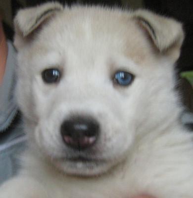 VENDESI SPLENDIDI CUCCIOLI DI SYBERIAN HUSKY 