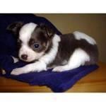 Bella Chihuahua cuccioli disponibili 