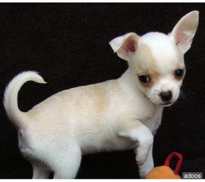 Chihuahua cuccioli per adozione contattare se interessati
