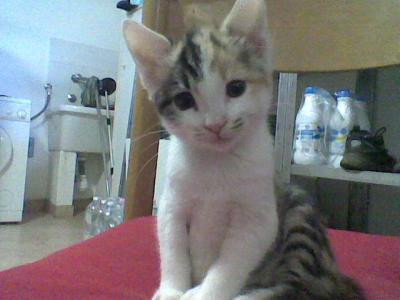 Gattini cuccioli da adottare
