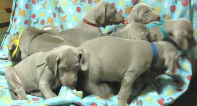 Cuccioli di weimaraner