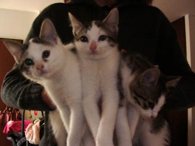 Regalo gattini cuccioli