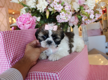 Abbiamo una bellissima cucciolata di SHIH-TZU trcolore.